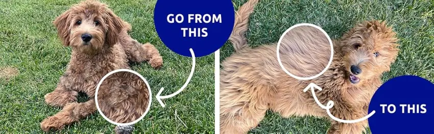 Pat Your Pet Deshedding Brush - Double-Sided Undercoat Rake for Dogs & Cats - Shedding Comb and Dematting Tool for Grooming Blue - Go from this, to this
