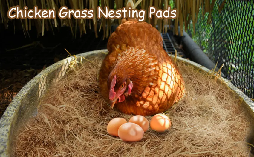BWOGUE 100g/3.5oz Natural Grass Nesting Pads for Chicken Hens Birds Nest Bedding - Chicken Nesting Pads