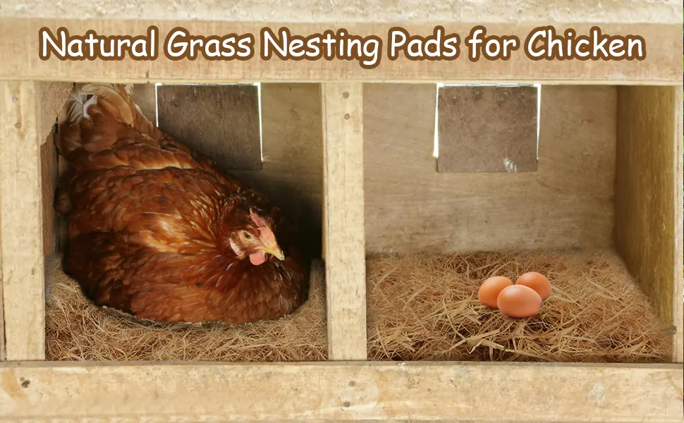 BWOGUE 100g/3.5oz Natural Grass Nesting Pads for Chicken Hens Birds Nest Bedding - Chicken Nesting Pads