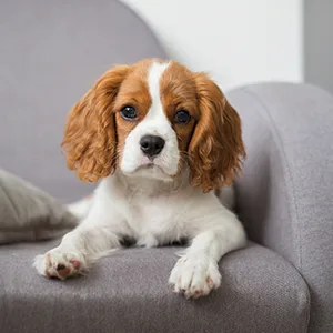 Kenic Lite-N-Easy Pet Cream Rinse Conditioner, 17-Ounce (K2510) - dog on couch cavalier