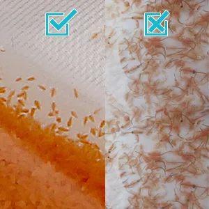 Clscea Aquarium Baby Brine Shrimp Sieve Eggshell Separator Artemia Collecting Net Kit 80 Mesh 200 Mesh for Brine Shrimp Hatchery - baby brine shrimp net