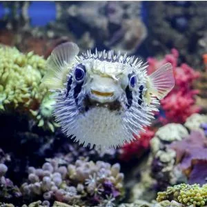 DIP & GO Aquarium Test Strips - Ammonia Test Kit for Aquarium 6 in 1 Aquarium Water Test Kit for Freshwater, Fish Tank Water Testing Kit, 100 Strips Ammonia Test Strips - a puffer fish happy with water tested by aquarium test strips.