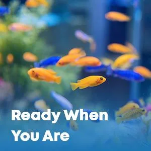 DIP & GO Aquarium Test Strips - Ammonia Test Kit for Aquarium 6 in 1 Aquarium Water Test Kit for Freshwater, Fish Tank Water Testing Kit, 100 Strips Ammonia Test Strips - readily available aquarium water test kit, nitrate test kit, ammonia test strips.