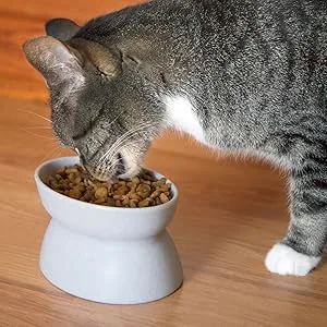 Kitty City Raised Cat Food Bowl Collection_Stress Free Pet Feeder and Waterer 2 Bowls_Modern - cat feeding
