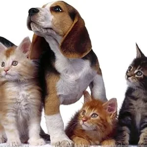 CONAIRPRO dog & cat Soft Slicker Brushes Small Soft Slicker Brush Soft Slicker Brush - Dog and Cat soft slicker brush