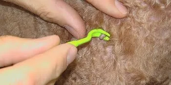 Tick Twister Tick Remover Set with Small and Large Tick Twister Green One Set - Tick Removal