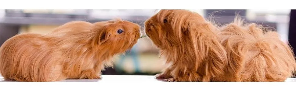 Lixit Grooming Kits For Rabbits, Guinea Pigs and other Small Animals. (4 Piece Kit) - product information 2