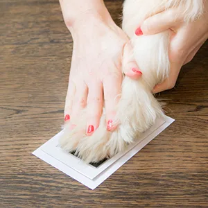 Pearhead Pet Ink Print Medium/Large Pet Ink Pad, Black - Step 2 of creating pet pawprint with inkpad