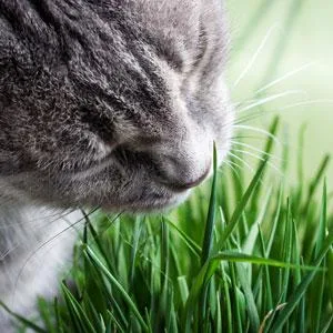 Cat-A'bout Multi-Cat CatGrass Plus Tub 150 grams by MiracleCorp/Gimborn - cat grass, grass for cats, indoor cat grass, cat greens, catnip