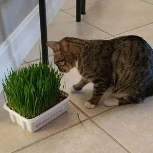 Cat-A'bout Multi-Cat CatGrass Plus Tub 150 grams by MiracleCorp/Gimborn - product information 6
