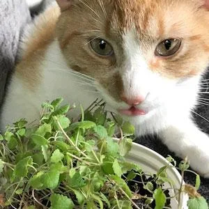 Cat-A'bout Multi-Cat CatGrass Plus Tub 150 grams by MiracleCorp/Gimborn - product information 7