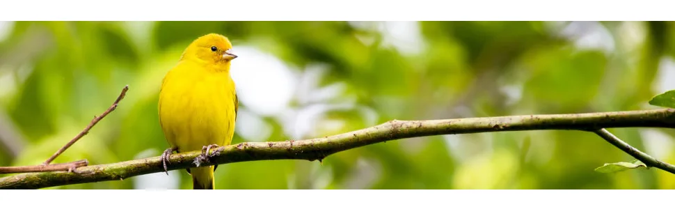 Lixit Bird and Small Animal Nesting Material 2oz - Bird back ground