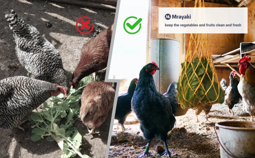 Chicken Vegetable String Bag, Poultry Fruit Holder Chicken Cabbage Feeder Treat Feeding Tool with Hook for Hens Chicken Coop Toy for Hen Goose Duck Large Birds Black - Hanging design