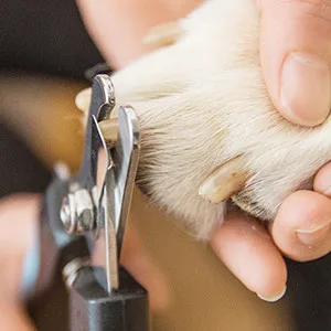 Dudi Dog Nail Clippers and Trimmers- with Quick Safety Guard to Avoid Over-Cutting Toenail- Grooming Razor Sharp Blades & Nail File for Small Medium Large Breeds Black(Large&Medium) - product information 4
