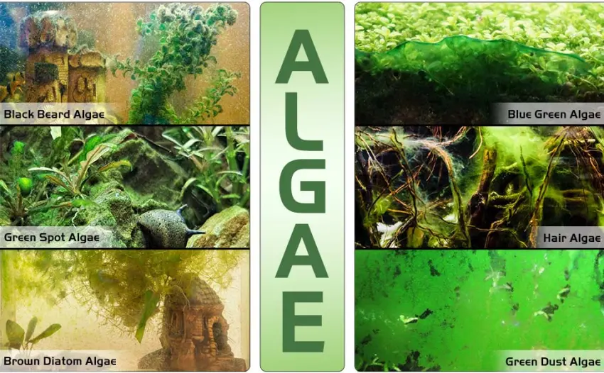 NEPTONION 24.5 Professional Algae Scraper, Aquarium Blade Cleaner with 10 Pcs Replaceable Blades Stubborn Algae, Suitable for Water Tank Size Above 30 Gallons L Black - Algae