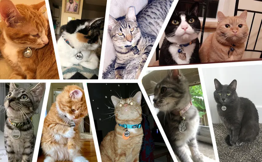 Stainless Steel Cat ID Tags - Engraved Personalized Cat Tags Includes up to 4 Lines of Text for Cat Round Moon - cat tag engraved