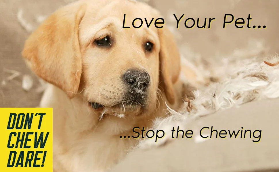 Stop Dogs Chewing Zone Protects Don't Chew Dare! Indoor Chewing Prevention, Orange Bitters. Stop Pet Chewing with Don't Chew Dare Chewing Deterrent Training Aid - Zone Protects Dont Chew Dare Chewing Deterrent