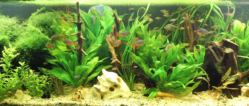 Zacro LCD Digital Aquarium Thermometer Fish Tank Water Terrarium Temperature - product information 1