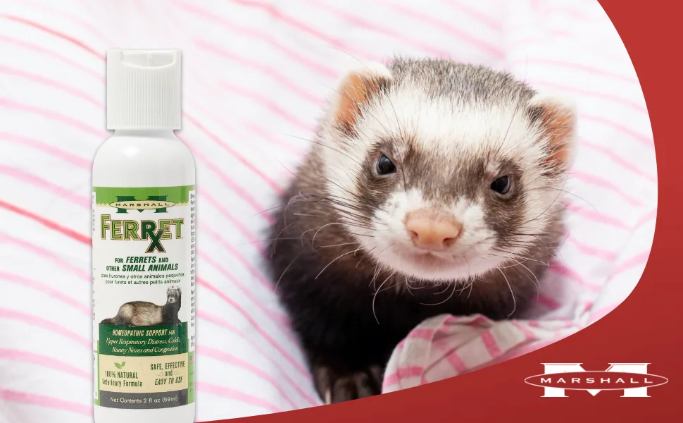 Marshall Pet Products Natural Veterinary Formula Ferret RX Homeopathic Upper Respiratory Relief Supplement, for Ferrets and Small Animals, 2 oz - Ferret RX