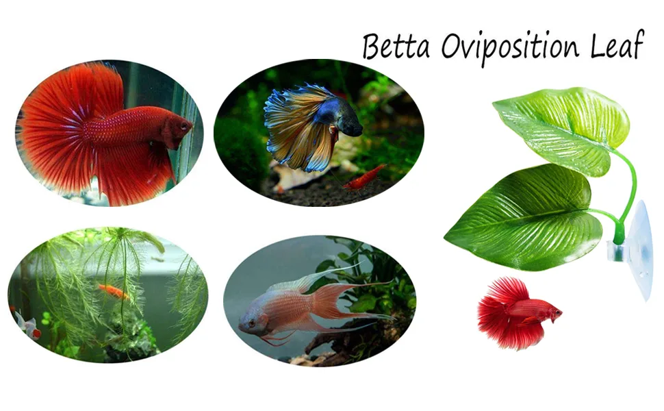 Cousduobe Betta Fish Leaf Pad - Improves Betta's Health by Simulating The Natural Habitat( Double Leaf Design, one Big and one Small ) 2 Pack Betta Fish Leaf - product information 1