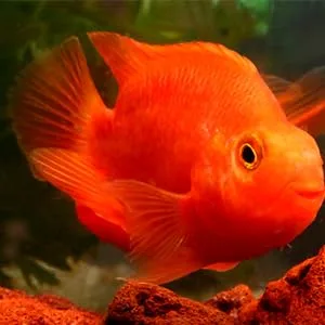 JRing Magnet Aquarium Cleaner, Algae Scraper for Glass Aquariums Aquatic Algae Cleaning Fish Tank Glass Cleaner Small - goldfish tank