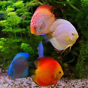JRing Magnet Aquarium Cleaner, Algae Scraper for Glass Aquariums Aquatic Algae Cleaning Fish Tank Glass Cleaner Small - Seawater Fish Tank