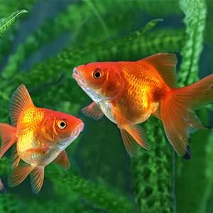 JRing Magnet Aquarium Cleaner, Algae Scraper for Glass Aquariums Aquatic Algae Cleaning Fish Tank Glass Cleaner Small - Water Grass Fish Tank