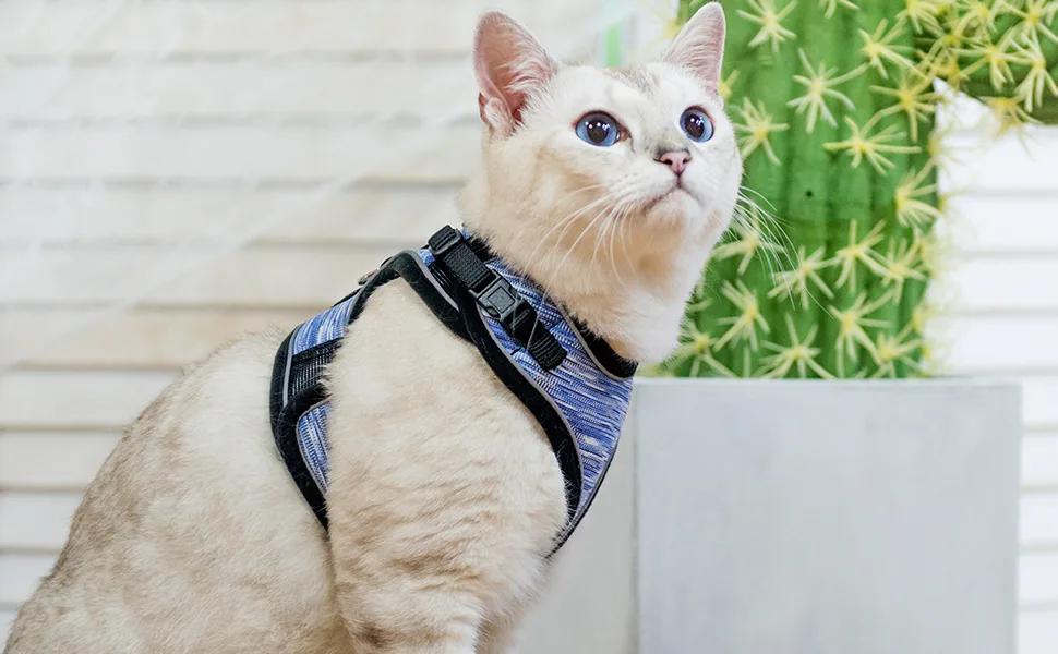 BINGPET Cat Vest Harnesses with Leash Set, 2 Pack Escape Proof Cat Harness, Adjustable Reflective Soft Mesh Vest Fit Puppy Kitten Rabbit's Outdoor Harness Medium Blue - product information 3