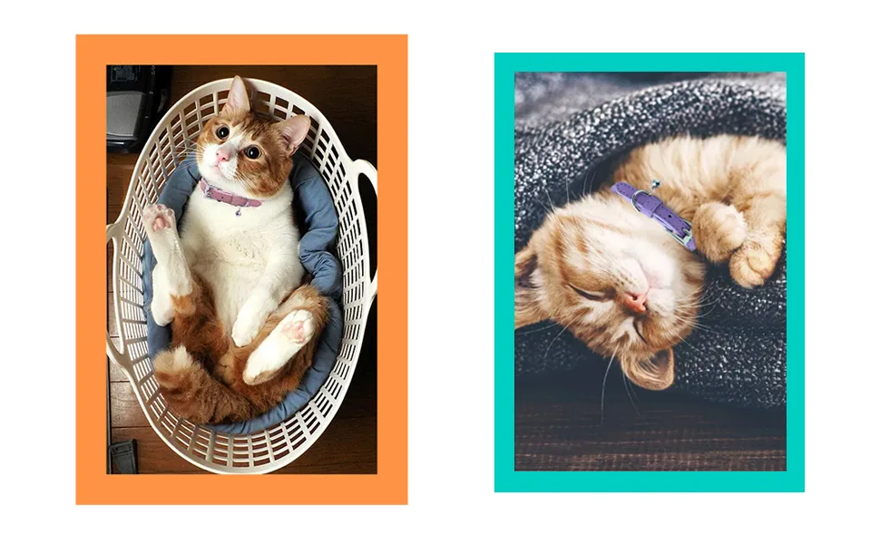 PUPTECK 2 PCS Soft Leather Cat Kitten Collar-Orange, Purple, Black, Khaki, Pink, Blue Orange&Purple - cat collar no bell cat collar pink cat collar leather
