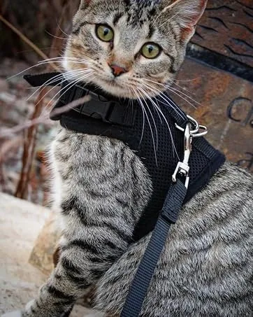 PUPTECK 2 PCS Soft Leather Cat Kitten Collar-Orange, Purple, Black, Khaki, Pink, Blue Orange&Purple - harness