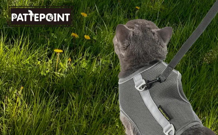 PATTEPOINT Escape Proof Mesh Cat Harness and Leash Set, Adjustable Walking Jacket Vest for Extra Kittens, Full-Edge Reflective Strips Provide Protection for Cats Walking at Night Grey Medium - go outside with cat harness