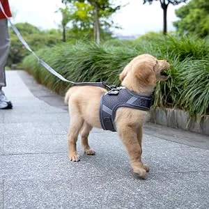 PATTEPOINT Escape Proof Mesh Cat Harness and Leash Set, Adjustable Walking Jacket Vest for Extra Kittens, Full-Edge Reflective Strips Provide Protection for Cats Walking at Night Grey Medium - L size can use for small dog