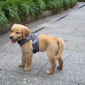 PATTEPOINT Escape Proof Mesh Cat Harness and Leash Set, Adjustable Walking Jacket Vest for Extra Kittens, Full-Edge Reflective Strips Provide Protection for Cats Walking at Night Grey Medium - use our PATTEPOINT harness to walk your dog