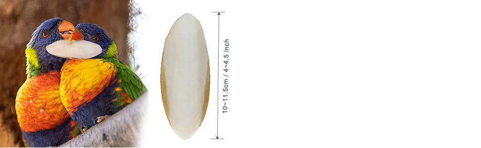 Mivofun 2PCS Natural Cuttlebone for Tortoise Turtles Snails Birds Cockatiels Parakeets Budgies Reptiles Small Animals(4"-4.5",Small) - different sizes of the cuttlebone