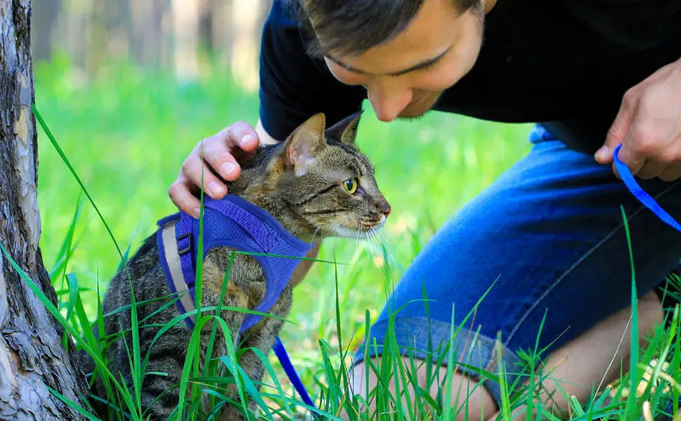 LABOTA Cat Harness and Leash Set for Walking, Escape Proof Soft Adjustable Vest Harnesses S(Chest: 11"-13") Blue - product information 2