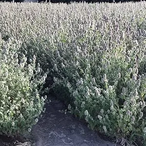 Catnip Spray Rejuvenator One unit - Catnip Field 2018