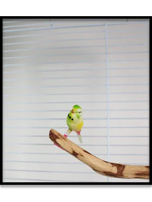 Penn-Plax (BA509 Acrylic Bird Figure, Small Size on Spring | Easily attaches to cage | Give Your Bird a New Friend - product information 2
