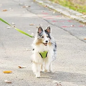 PetSafe Nylon Dog Leash - Strong, Durable, Traditional Style Leash with Easy to Use Bolt Snap - Available in Multiple Widths and Colors 3/8 in. x 6 ft. Black - color matched matching collar harness leash