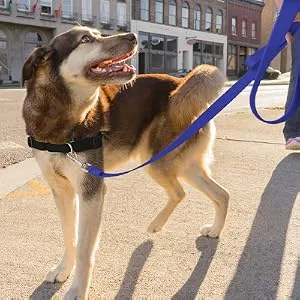 PetSafe Nylon Dog Leash - Strong, Durable, Traditional Style Leash with Easy to Use Bolt Snap - Available in Multiple Widths and Colors 3/8 in. x 6 ft. Black - easy walk leash harness dog walking
