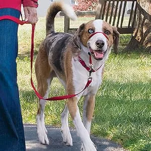 PetSafe Nylon Dog Leash - Strong, Durable, Traditional Style Leash with Easy to Use Bolt Snap - Available in Multiple Widths and Colors 3/8 in. x 6 ft. Black - gentle leader head collar headcollar leash