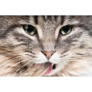 Hartz Hairball Remedy Plus Chicken Flavored Soft Chews for Cats and Kittens - product information 3