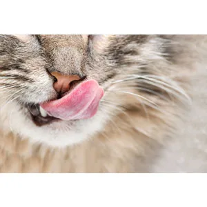 Hartz Hairball Remedy Plus Chicken Flavored Soft Chews for Cats and Kittens - product information 5