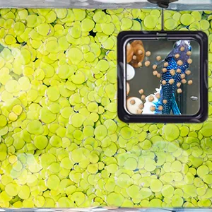 SunGrow Feeding Ring, Floating Food Square, Suitable for Flakes and Floating Fish Food for Goldfish and Other Smaller Fish 1 Piece - floating