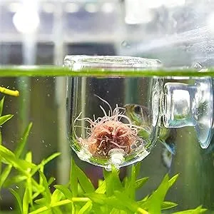 Pssopp Aquarium Red Worm Fish Feeder Transparent Suction Cup Fish Tank Feeding Cup Food Container for Feeding Shrimp Fish Acrylic Crack Cup - Aquarium Red Worm Fish Feeder