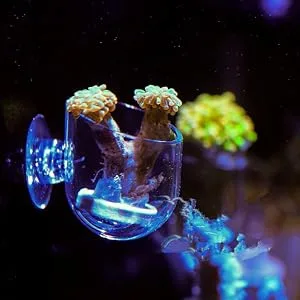 Pssopp Aquarium Red Worm Fish Feeder Transparent Suction Cup Fish Tank Feeding Cup Food Container for Feeding Shrimp Fish Acrylic Crack Cup - Aquarium Red Worm Fish Feeder