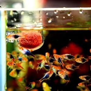 Pssopp Aquarium Red Worm Fish Feeder Transparent Suction Cup Fish Tank Feeding Cup Food Container for Feeding Shrimp Fish Acrylic Crack Cup - Aquarium Red Worm Fish Feeder