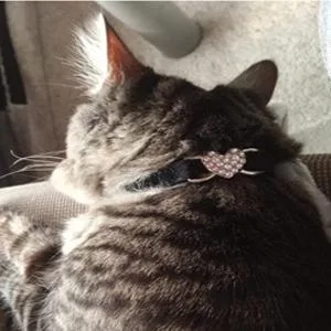 Chukchi Heart Bling Cat Collar with Safety Belt and Bell 8-11 Inches Pink - cat collar