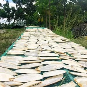 Birds LOVE Cuttlebone for Birds - Cuttlebone for Tortoise & Snails, Bird Cuttlebone for Parakeet & All Breeds, Calcium Block for Birds Alternative - Pack of 2 Cuttlefish Bone - Medium, 3.5 to 4 Inches - cuttlebone fish cage feed chinchilla rabit snail alligator parrot stand feeder health food