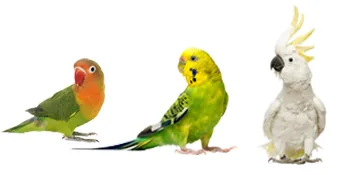 S&X Sanded Perch Covers for Birds Small Perch Cover x 6 - sanded perch covers for small birds