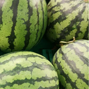 Arizona Watermelon, 16.9 Fl Oz, (Pack of 20) - watermelon